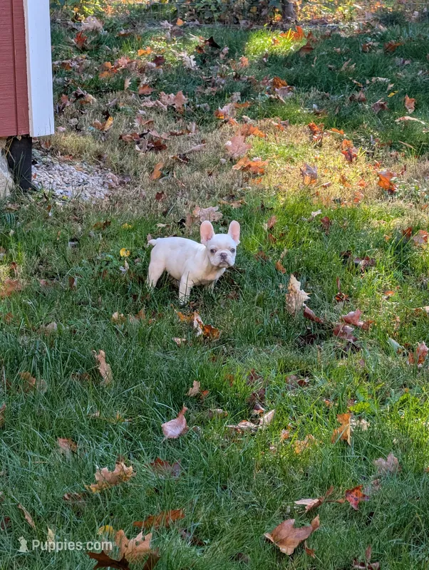 Princess floof – French Bulldog puppy for sale in Boston, MA