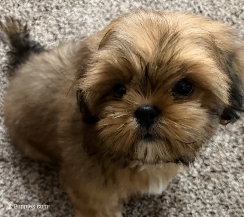 Romeo – Shih Tzu puppy for sale in Muncie, IN