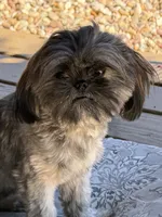 Ruby Red, a female Shih Tzu for sale in Muncie, IN – 6 of 6