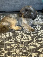 Ruby Red, a female Shih Tzu for sale in Muncie, IN – 5 of 6