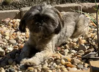 Ruby Red, a female Shih Tzu for sale in Muncie, IN – 4 of 6