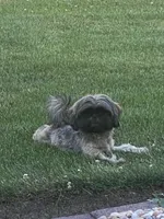 Ruby Red, a female Shih Tzu for sale in Muncie, IN – 2 of 6