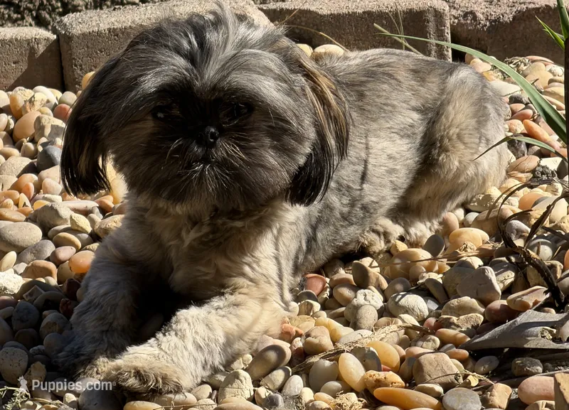 Ruby Red – Shih Tzu puppy for sale in Muncie, IN