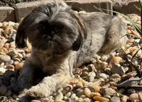 Ruby Red, a female Shih Tzu for sale in Muncie, IN – 1 of 6