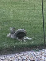 Ruby Red, a female Shih Tzu for sale in Muncie, IN – 3 of 6