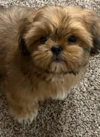 Romeo, a male Shih Tzu for sale in Muncie, IN – 2 of 2
