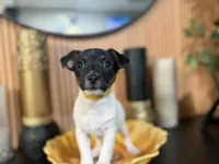 Cleo (Yellow Collar), a female Jack Russell Terrier for sale in Noblesville, IN – 8 of 9