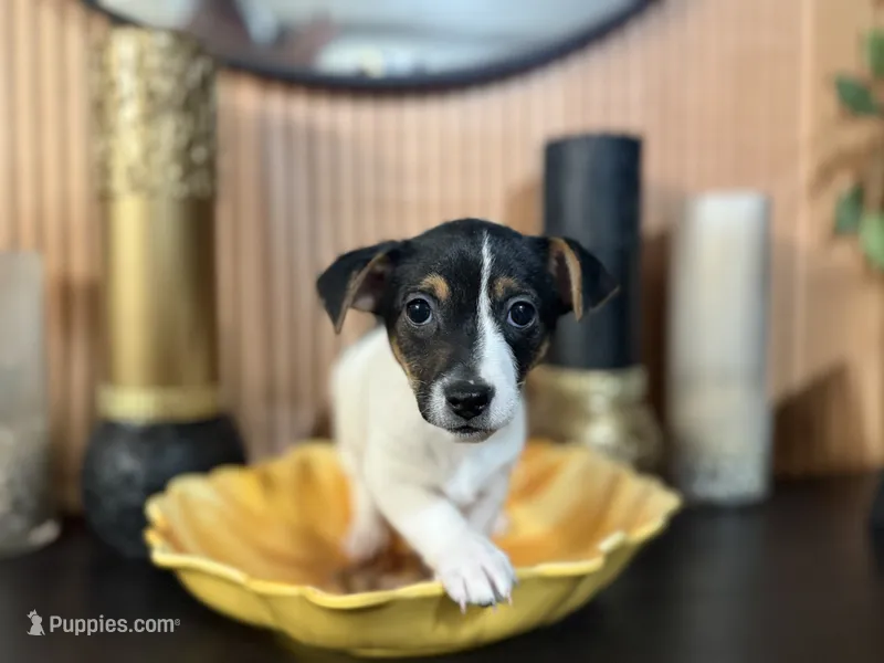 Green Collar – Jack Russell Terrier puppy for sale in Noblesville, IN