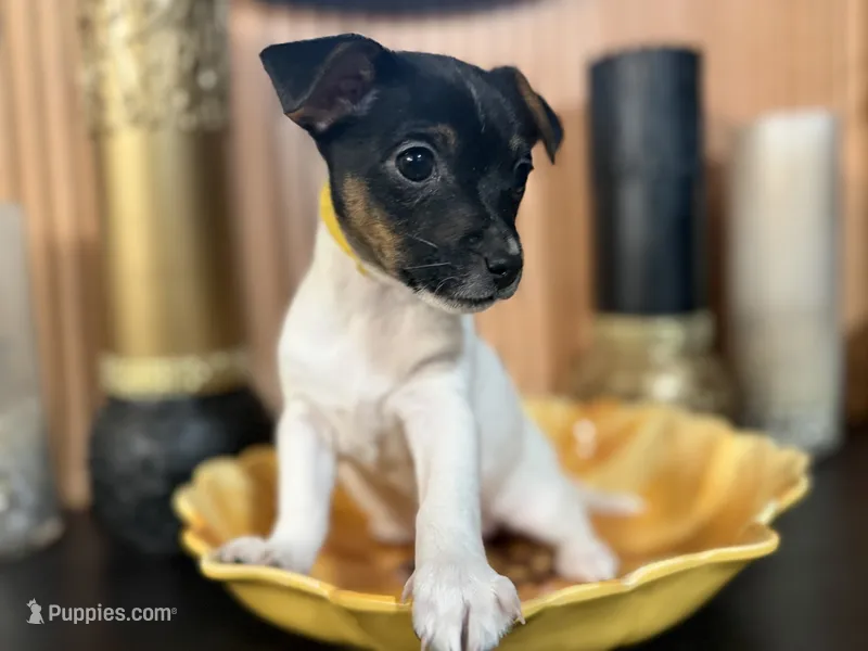 Cleo (Yellow Collar) – Jack Russell Terrier puppy for sale in Noblesville, IN
