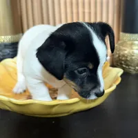 Blue Collar, a male Jack Russell Terrier for sale in Noblesville, IN – 2 of 4