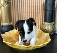 Blue Collar, a male Jack Russell Terrier for sale in Noblesville, IN – 3 of 4