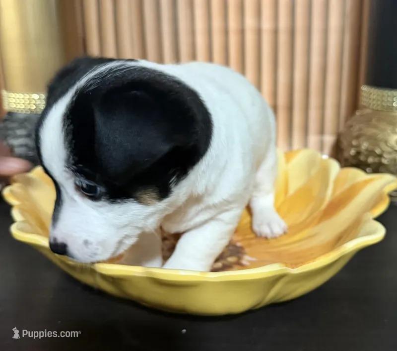 Blue Collar – Jack Russell Terrier puppy for sale in Noblesville, IN