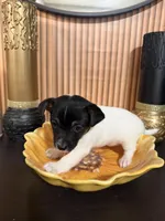 Yellow Collar, a female Jack Russell Terrier for sale in Noblesville, IN – 2 of 3