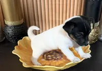 Yellow Collar, a female Jack Russell Terrier for sale in Noblesville, IN – 1 of 3