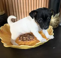 Yellow Collar, a female Jack Russell Terrier for sale in Noblesville, IN – 3 of 3