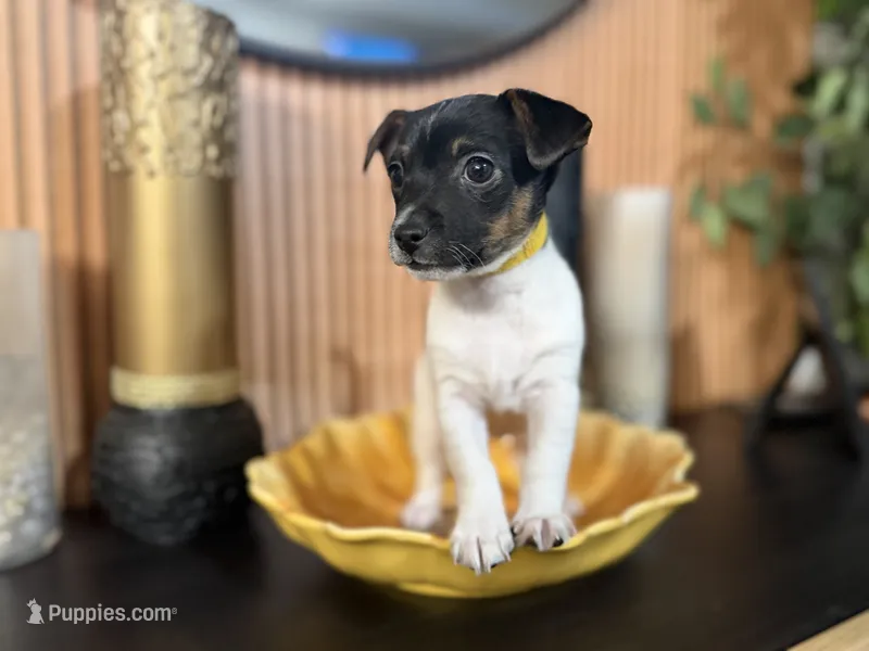 Yellow Collar – Jack Russell Terrier puppy for sale in Noblesville, IN