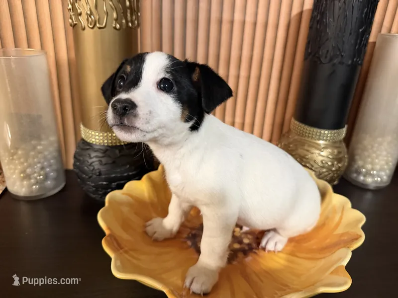 Blue Collar – Jack Russell Terrier puppy for sale in Noblesville, IN