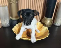 Cleo (Yellow Collar), a female Jack Russell Terrier for sale in Noblesville, IN – 2 of 9