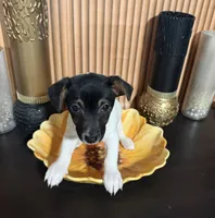 Cleo (Yellow Collar), a female Jack Russell Terrier for sale in Noblesville, IN – 9 of 9