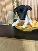 Cleo (Yellow Collar), a female Jack Russell Terrier for sale in Noblesville, IN – 5 of 9