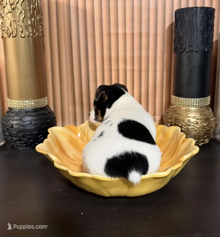 Green Collar – Jack Russell Terrier puppy for sale in Noblesville, IN