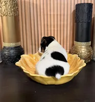 Green Collar, a female Jack Russell Terrier for sale in Noblesville, IN – 1 of 4
