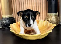 Green Collar, a female Jack Russell Terrier for sale in Noblesville, IN – 2 of 4