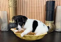 Green Collar, a female Jack Russell Terrier for sale in Noblesville, IN – 3 of 4