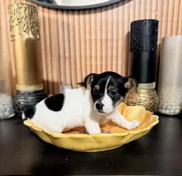 Green Collar, a female Jack Russell Terrier for sale in Noblesville, IN – 4 of 4