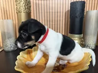 Red Collar, a male Jack Russell Terrier and Rat Terrier for sale in Noblesville, IN – Photo 2 of 2