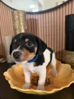 Blue Collar, a male Jack Russell Terrier and Rat Terrier for sale in Noblesville, IN – Photo 2 of 2