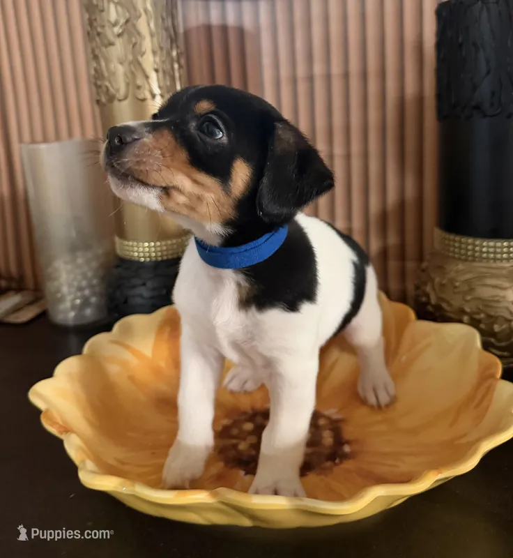 Blue Collar – Jack Russell Terrier, Rat Terrier puppy for sale in Noblesville, IN