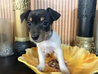 Blue Collar, a male Jack Russell Terrier and Rat Terrier for sale in Noblesville, IN – Photo 2 of 3