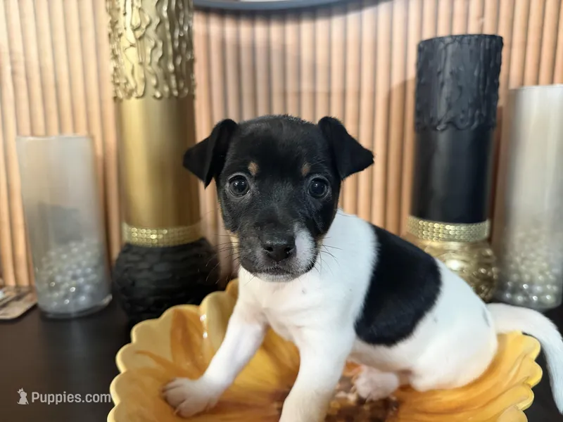 Blue Collar – Jack Russell Terrier, Rat Terrier puppy for sale in Noblesville, IN