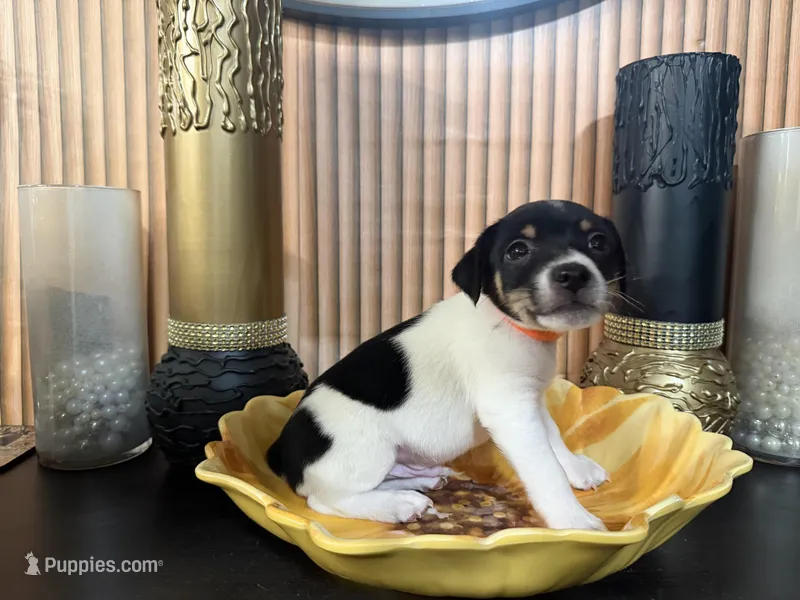 Orange Collar – Jack Russell Terrier, Rat Terrier puppy for sale in Noblesville, IN