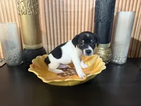 Orange Collar, a male Jack Russell Terrier and Rat Terrier for sale in Noblesville, IN – Photo 2 of 3