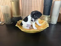 Orange Collar, a male Jack Russell Terrier and Rat Terrier for sale in Noblesville, IN – Photo 3 of 3
