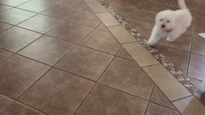 Facility video