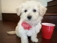 Maltipoo puppy girl, a female Maltipoo and Poodle - Toy  for sale in Chino, CA – 9 of 10