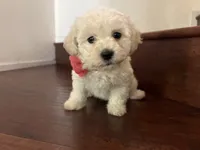 Maltipoo puppy girl  2, a female Maltipoo and Poodle - Toy  for sale in Chino, CA – 1 of 5