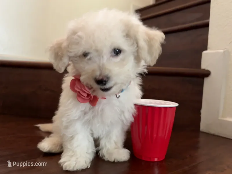 Maltipoo puppy girl – Maltipoo, Poodle - Toy  puppy for sale in Chino, CA