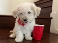 Maltipoo puppy girl, a female Maltipoo and Poodle - Toy  for sale in Chino, CA – 1 of 10