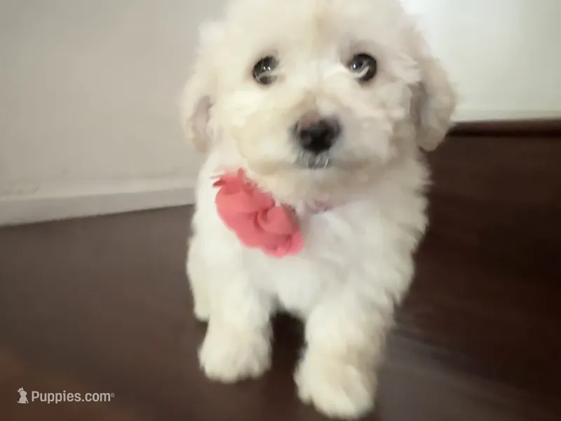 Maltipoo puppy girl  2 – Maltipoo, Poodle - Toy  puppy for sale in Chino, CA