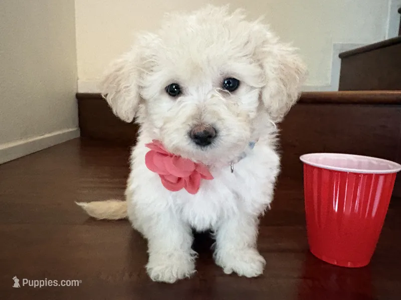 Maltipoo puppy girl  2 – Maltipoo, Poodle - Toy  puppy for sale in Chino, CA