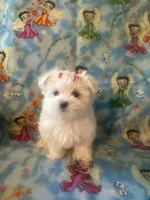 Maltese puppy girl 1, a female Maltipoo and Maltese for sale in Chino, CA – Photo 3 of 3