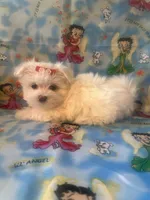 Maltese puppy girl 1, a female Maltipoo and Maltese for sale in Chino, CA – Photo 2 of 3