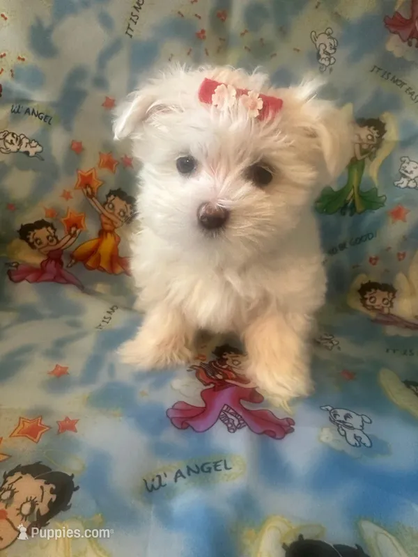 Maltese puppy girl 1 – Maltipoo, Maltese puppy for sale in Chino, CA