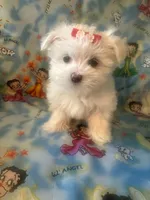 Maltese puppy girl 1, a female Maltipoo and Maltese for sale in Chino, CA – Photo 1 of 3