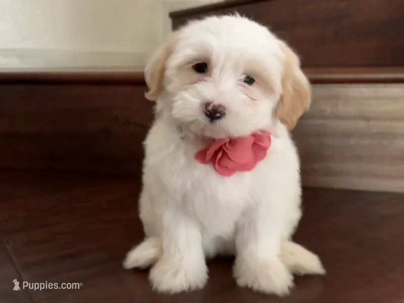 Maltipoo puppy girl 3 – Maltipoo, Maltese puppy for sale in Chino, CA