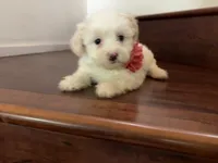 Maltipoo puppy girl 3, a female Maltipoo and Maltese for sale in Chino, CA – 3 of 5